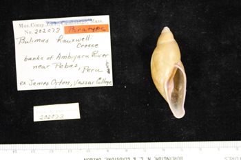 Media type: image; Malacology 202073   Aspect: ventral